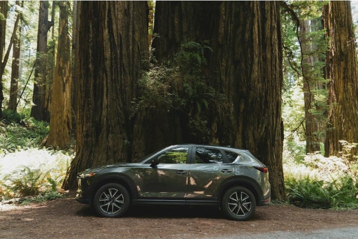 Massive Redwood Forest Trees in California